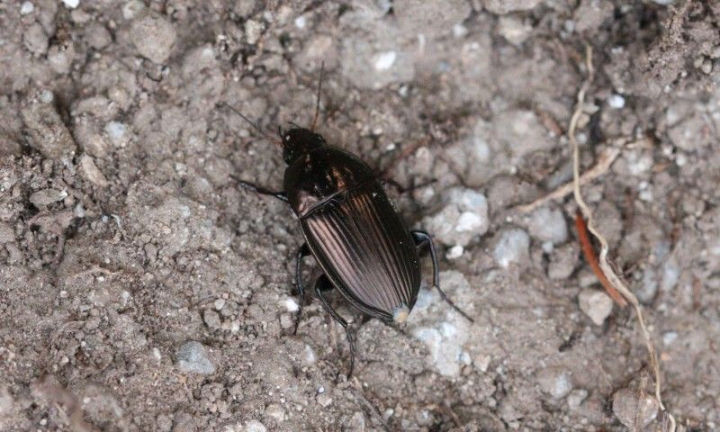 Carabidae - Amara sp.